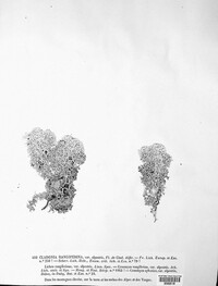 Cladonia rangiferina image